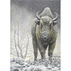 Bison d’Europe - Carte d' André Buzin