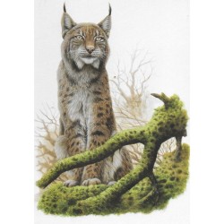 Lynx - Carte d' André Buzin