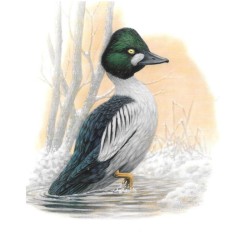 Garrot à œil d’or - Carte d'André Buzin