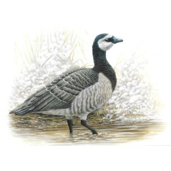 Bernache nonnette - Carte d'André Buzin