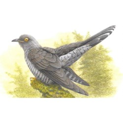 Coucou gris - Carte d'André Buzin