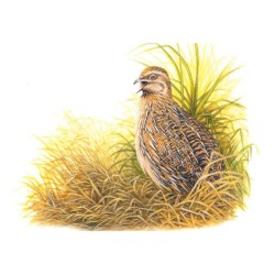 Caille des blés - Carte d'André Buzin