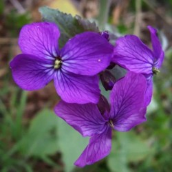 Graines bio de Lunaire ou Monnaie du Pape