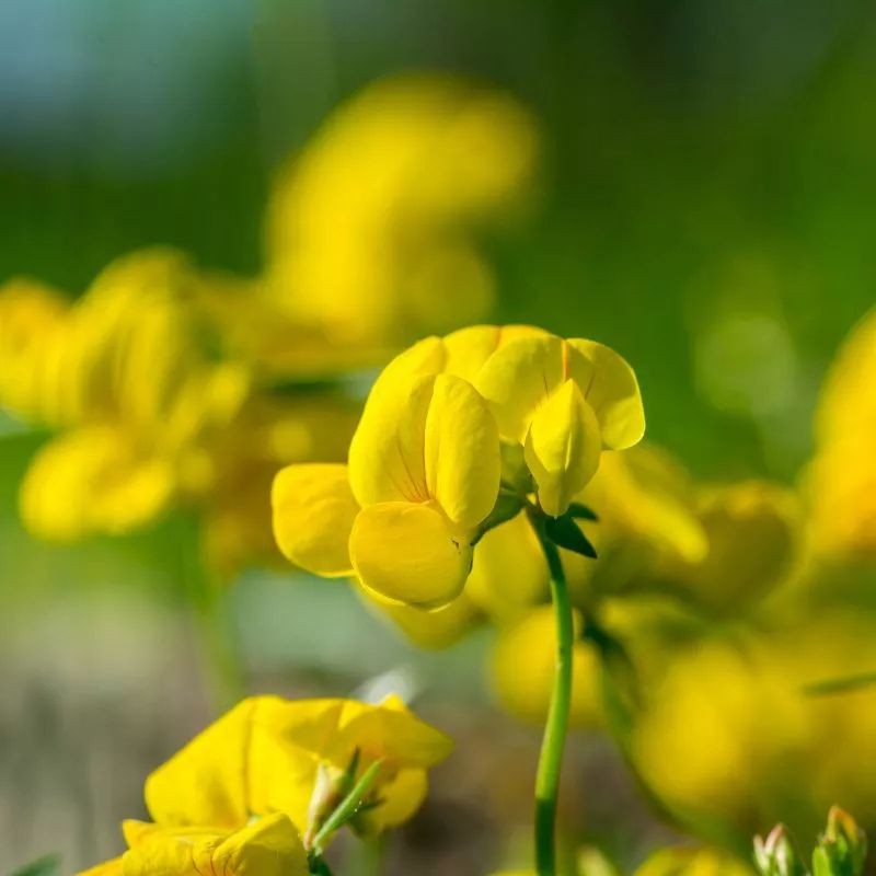 Graines bio de Lotier corniculé (engrais vert)