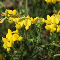 Graines bio de Lotier corniculé (engrais vert)