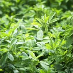 Graines bio de Luzerne (engrais vert)