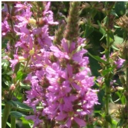 Graines bio de Salicaire