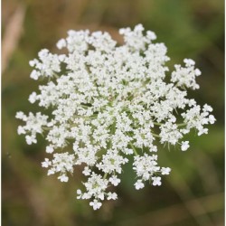 Graines bio de Carvi