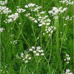 Graines bio de Carvi