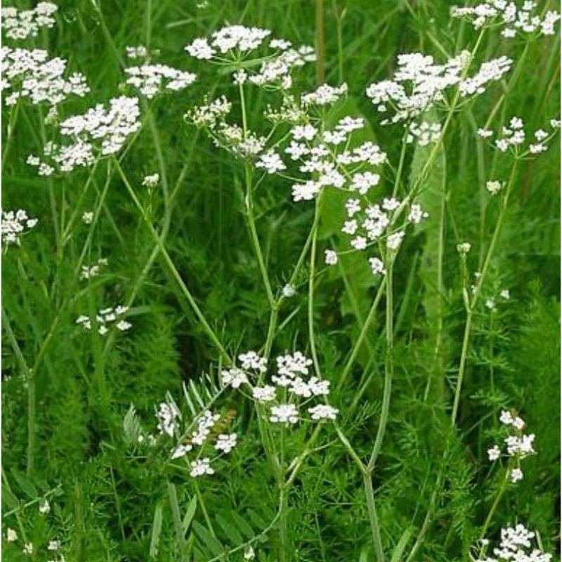 Graines bio de Carvi