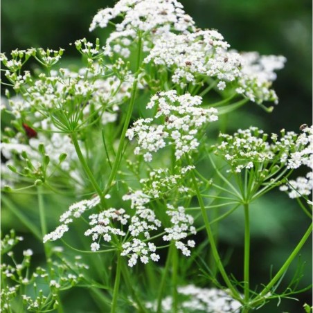 Graines bio de Carvi