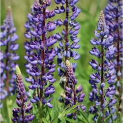 Graines bio de Lupin bleu (engrais vert)