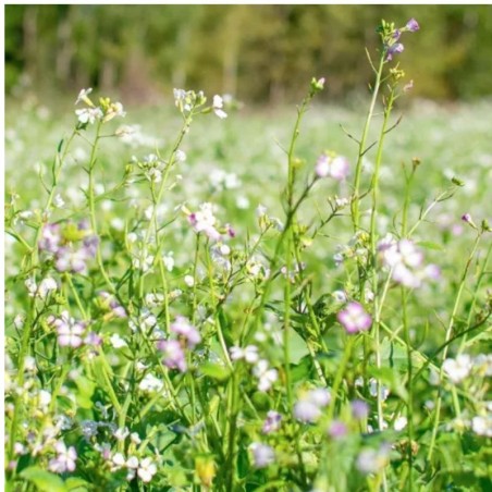 Graines bio de Radis fourrager (engrais vert)