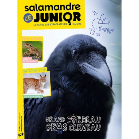 Grand corbeau, gros cerveau - Salamandre Junior N°158