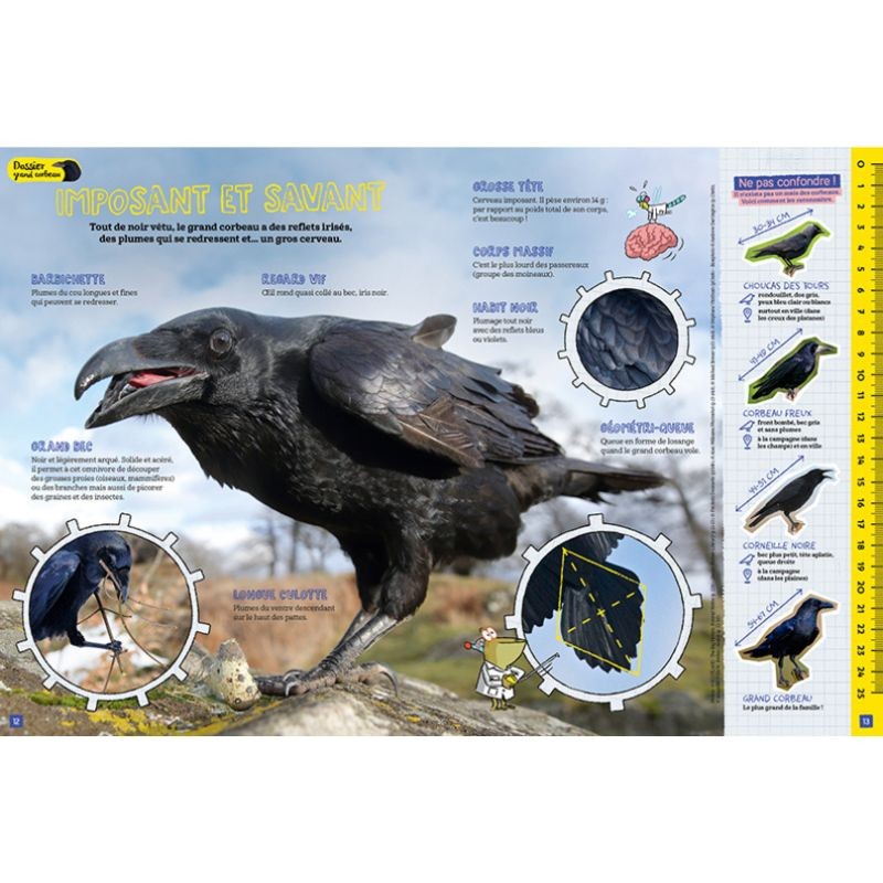 Grand corbeau, gros cerveau - Salamandre Junior N°158