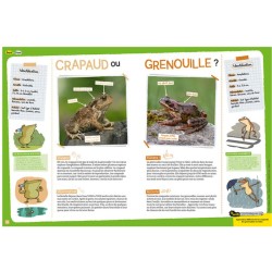 Grand corbeau, gros cerveau - Salamandre Junior N°158