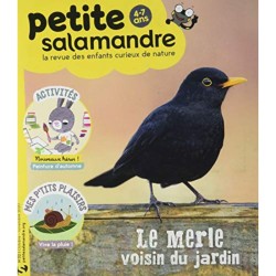 Le merle, voisin du jardin ! Petite Salamandre N°32