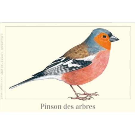Magnet illustré - Pinson des arbres - 5,5x8cm