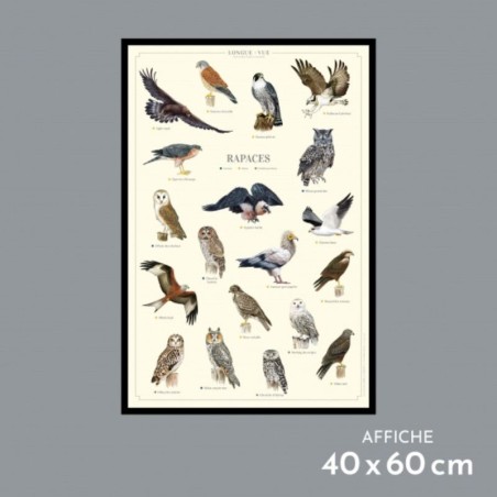 Affiche illustrée - Rapaces