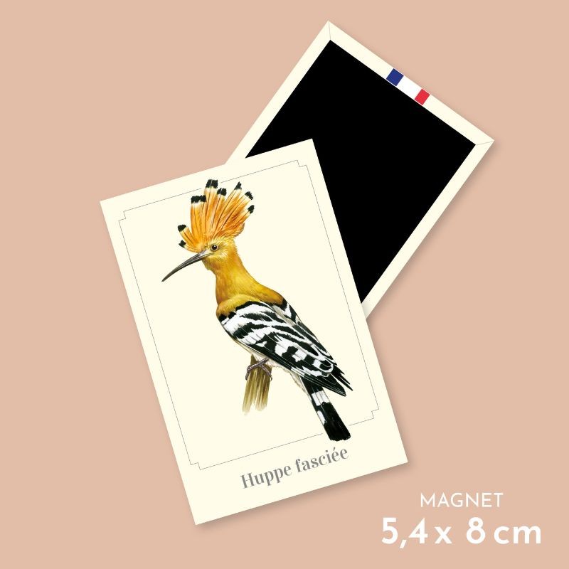 Magnet illustré - Huppe fasciée - 5,5x8cm