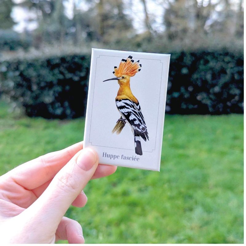 Magnet illustré - Huppe fasciée - 5,5x8cm