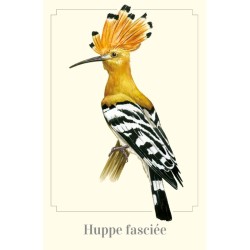 Magnet illustré - Huppe fasciée - 5,5x8cm