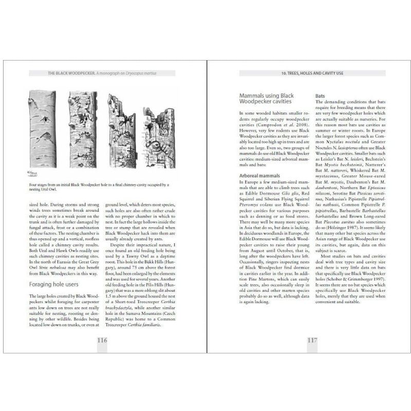 The Black Woodpecker - A monograph on Dryocopus martius