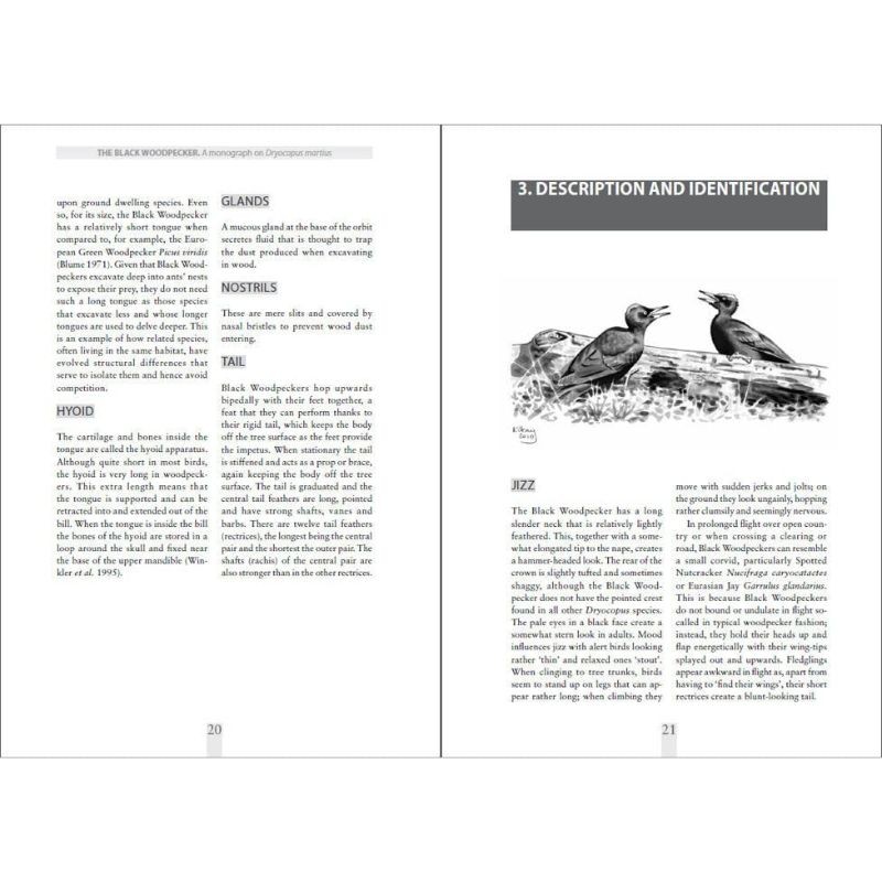 The Black Woodpecker - A monograph on Dryocopus martius