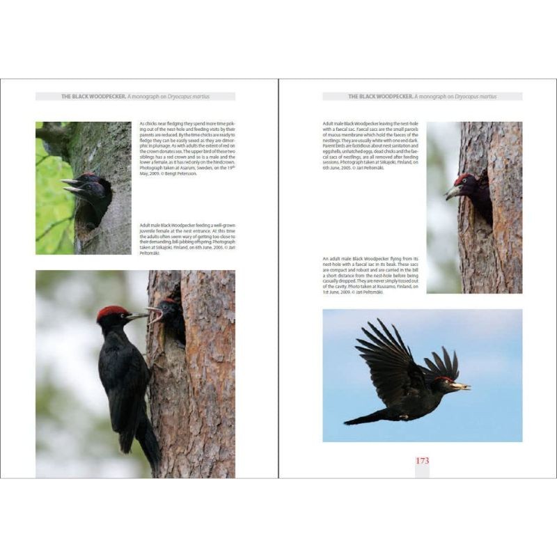 The Black Woodpecker - A monograph on Dryocopus martius