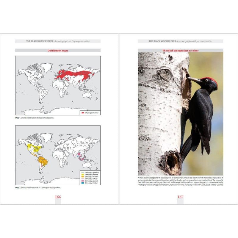 The Black Woodpecker - A monograph on Dryocopus martius