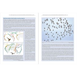 The East Atlantic Flyway of Coastal Birds