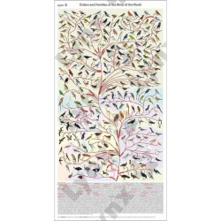 Poster (folded) - Orders and Families of the Birds of the World