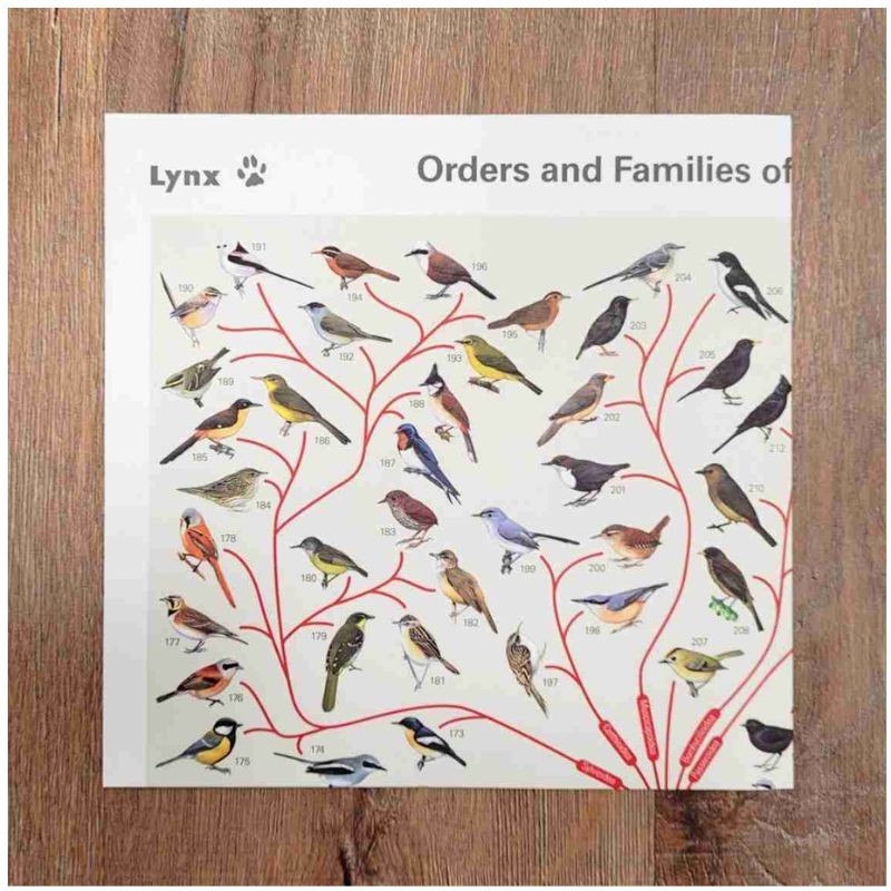 Poster (folded) - Orders and Families of the Birds of the World