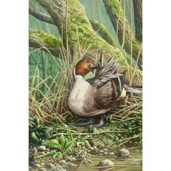 Canard pilet (Série 13) - Carte de correspondance d'André Buzin