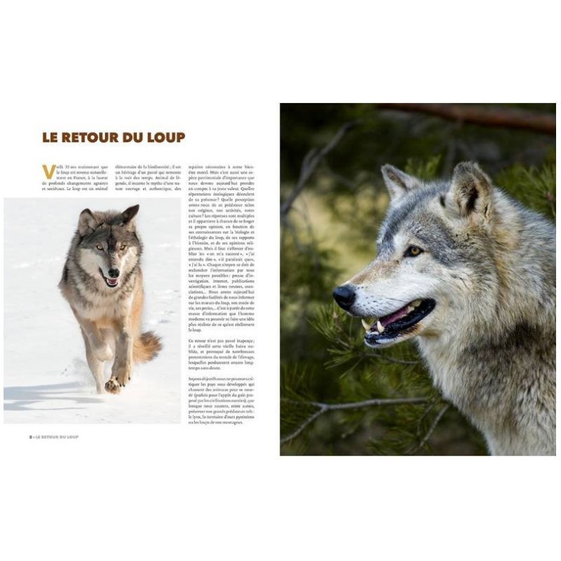 Eperdument loups