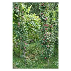 Créer des guildes d'abondance - Des arbres fruitiers et leurs plantes compagnes