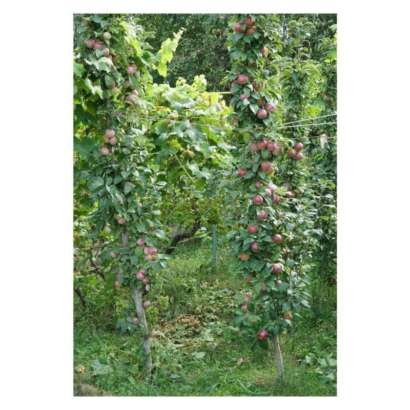 Créer des guildes d'abondance - Des arbres fruitiers et leurs plantes compagnes