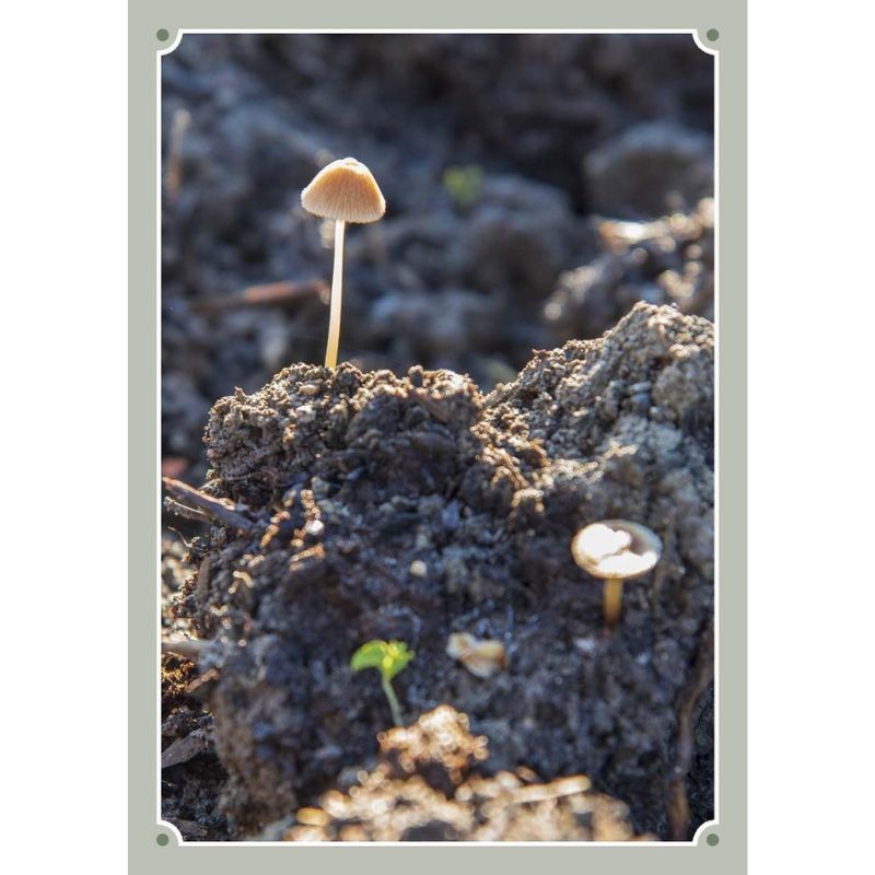 Créer des guildes d'abondance - Des arbres fruitiers et leurs plantes compagnes