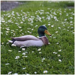 DecoBird Canard colvert mâle - Statuette en bois