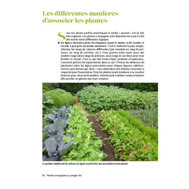 Plantes compagnes au potager bio - Le guide des cultures associées