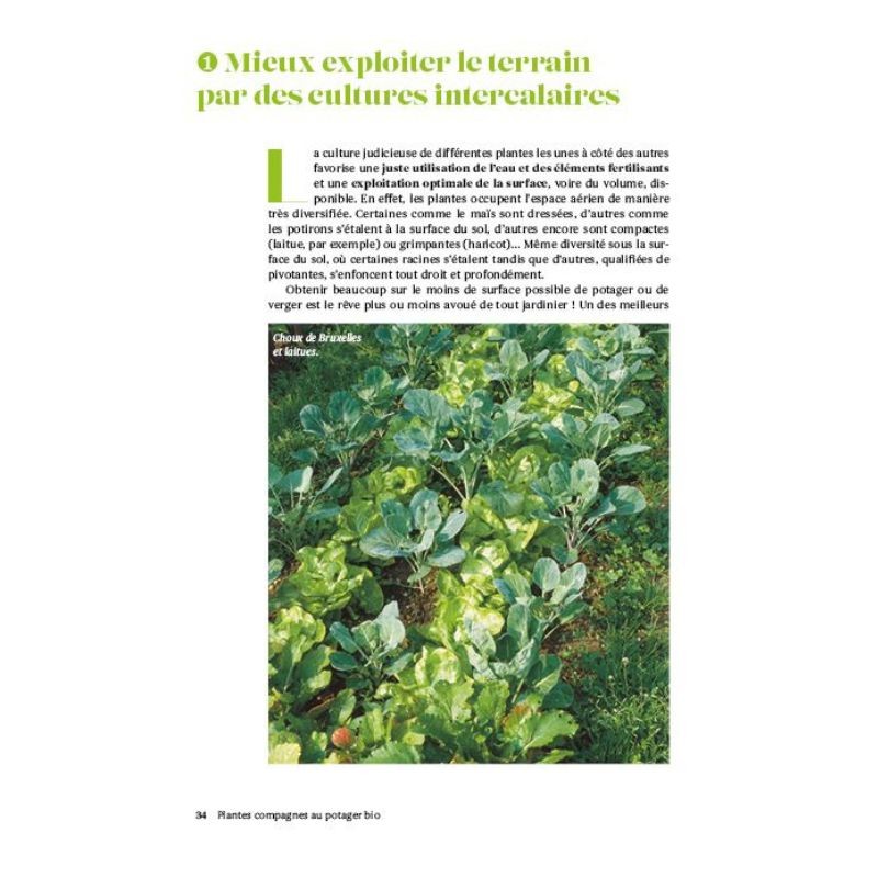 Plantes compagnes au potager bio - Le guide des cultures associées