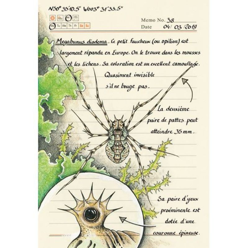 Forêt secrète - Carnet d'une illustratrice