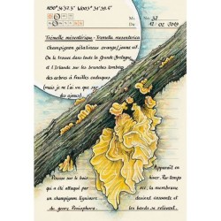 Forêt secrète - Carnet d'une illustratrice