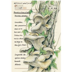 Forêt secrète - Carnet d'une illustratrice