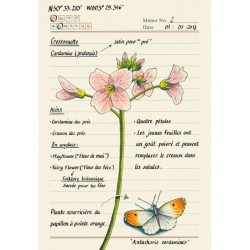 Forêt secrète - Carnet d'une illustratrice