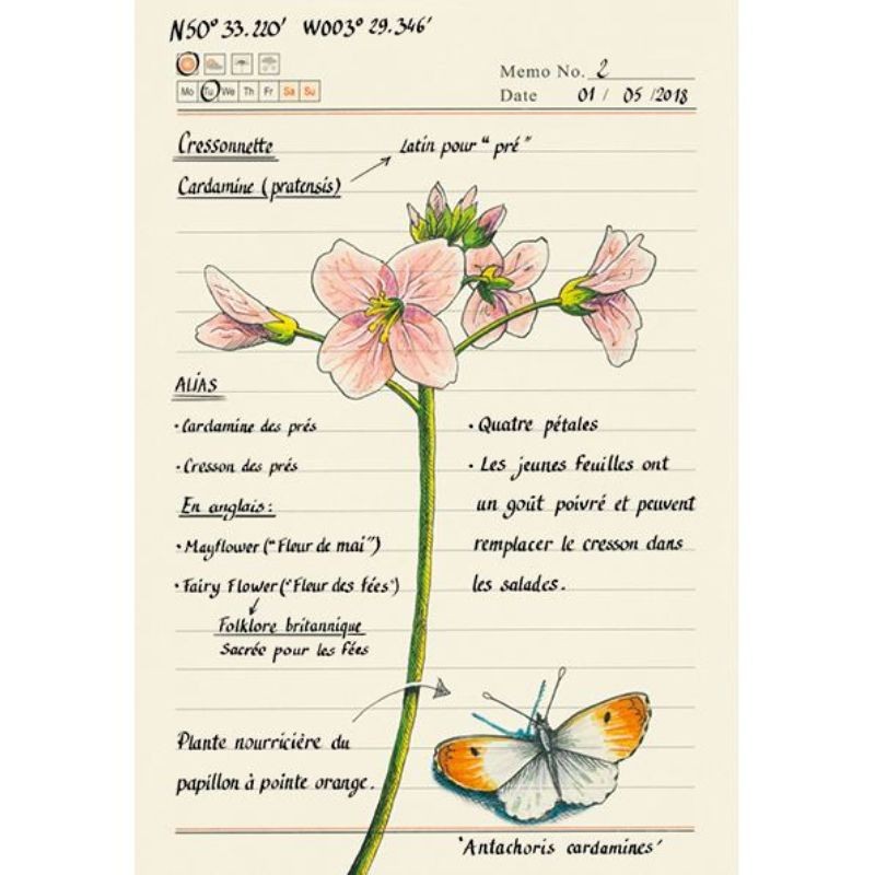 Forêt secrète - Carnet d'une illustratrice