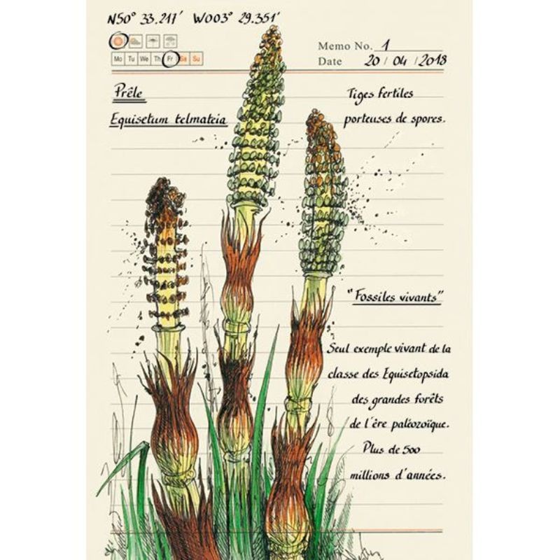 Forêt secrète - Carnet d'une illustratrice