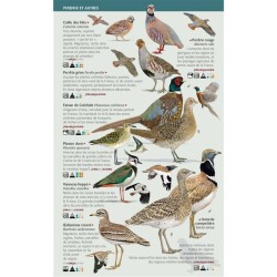 Oiseaux des jardins, des villes et des campagnes - Les miniguides nature