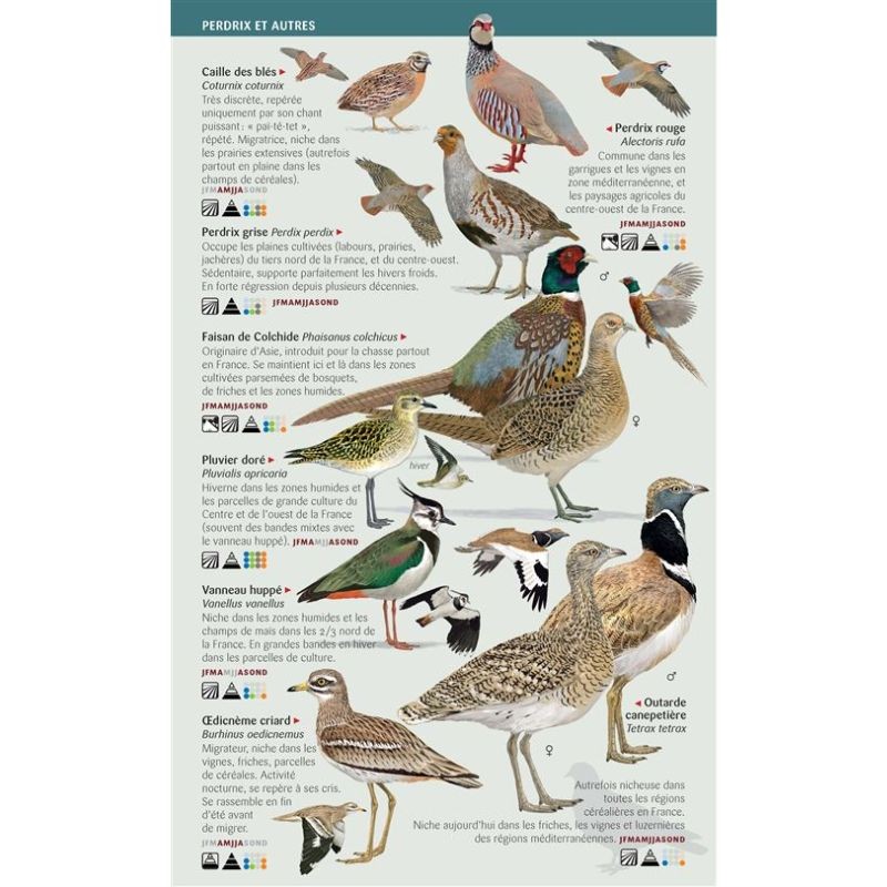 Oiseaux des jardins, des villes et des campagnes - Les miniguides nature