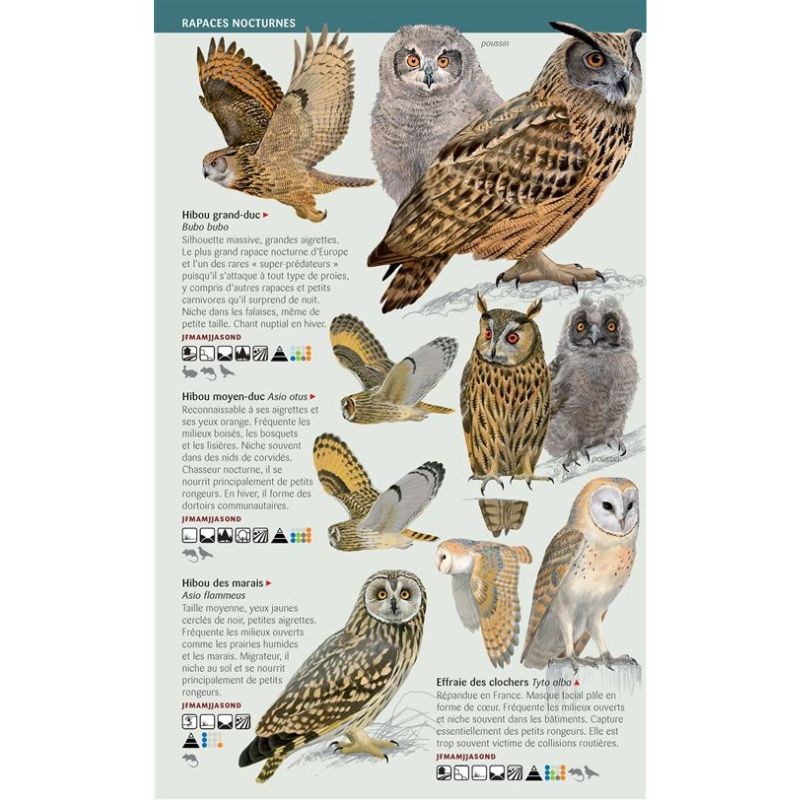 Rapaces - Toutes les espèces de France - Les miniguides nature